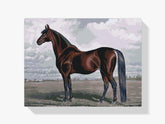 Diamond Painting – Das majestätische Pferd – SEOS®