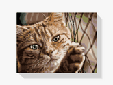 Diamantmalerei - Katze auf dem Zaun - SEOS®