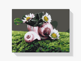 Diamantmalerei - Gänseblümchen in der Muschel - SEOS Shop ®