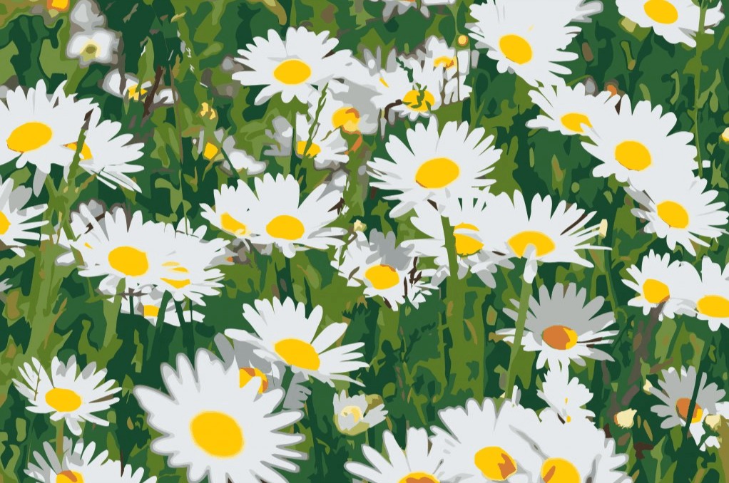 Diamantmalerei - Gänseblümchen auf der Wiese - SEOS Shop ®