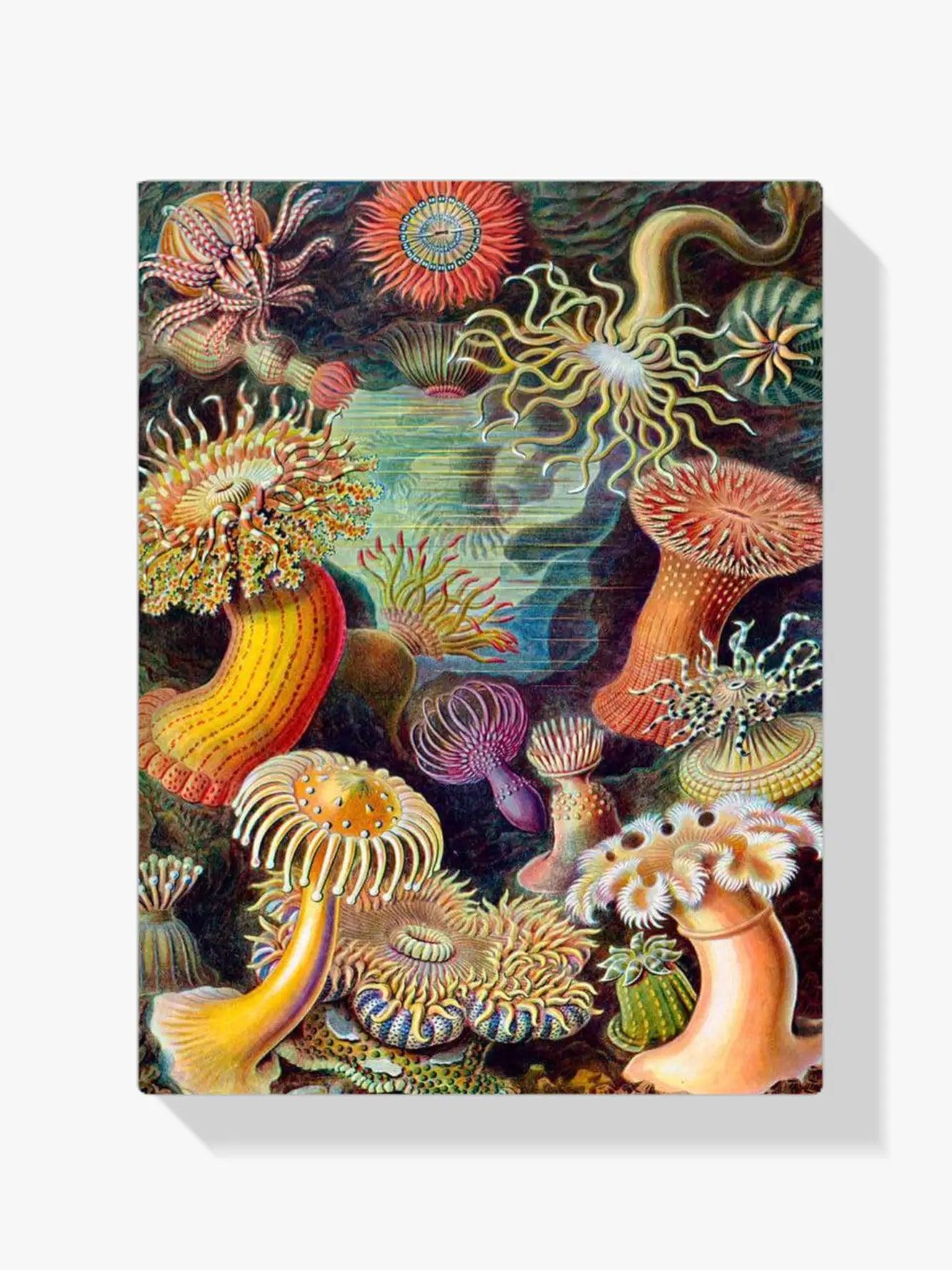 Diamantmalerei - Actiniae