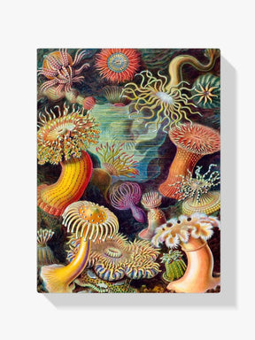 Diamantmalerei - Actiniae