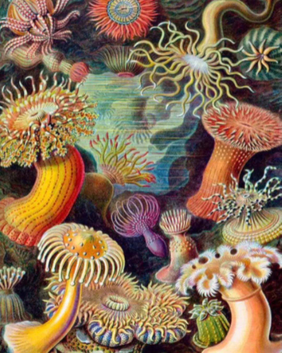 Diamantmalerei - Actiniae