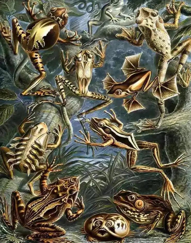 Diamantmalerei - Batrachia