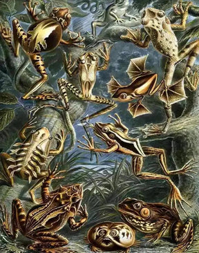 Diamantmalerei - Batrachia