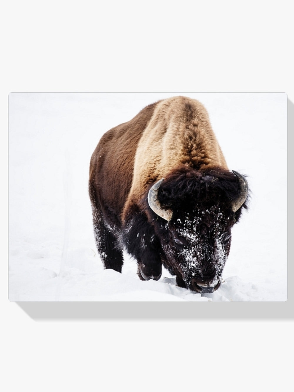 Diamantmalerei - Bison im Schnee