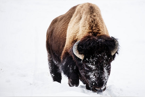 Diamantmalerei - Bison im Schnee