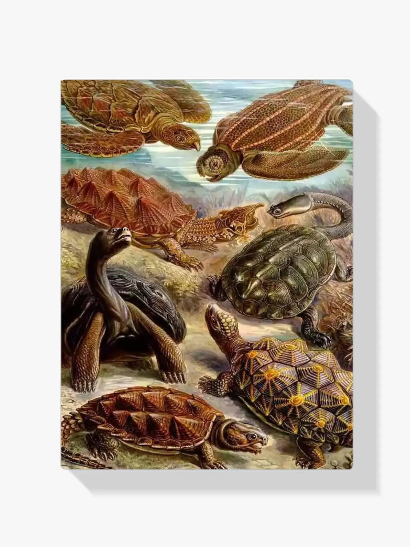 Diamantmalerei - Chelonia