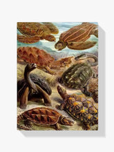 Diamantmalerei - Chelonia