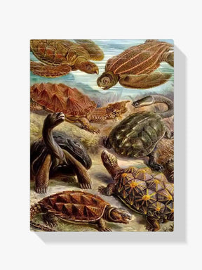 Diamantmalerei - Chelonia