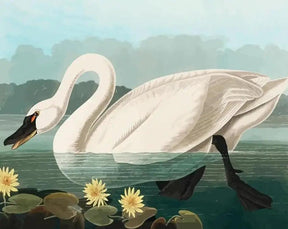 Diamantmalerei - Amerikanischer Schwan