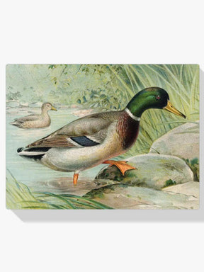 Diamantmalerei Stockente
