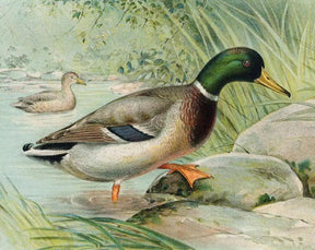 Diamantmalerei Stockente