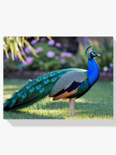 Diamantmalerei – Pfau mit fächerartigen Federn in Juwelentönen