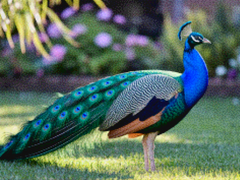 Diamantmalerei – Pfau mit fächerartigen Federn in Juwelentönen