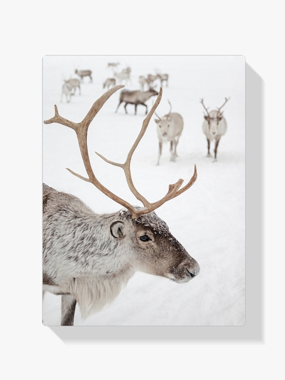 Diamantmalerei – Rentier in Tromsø, Norwegen
