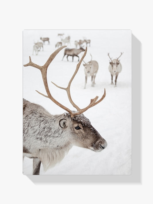 Diamantmalerei – Rentier in Tromsø, Norwegen