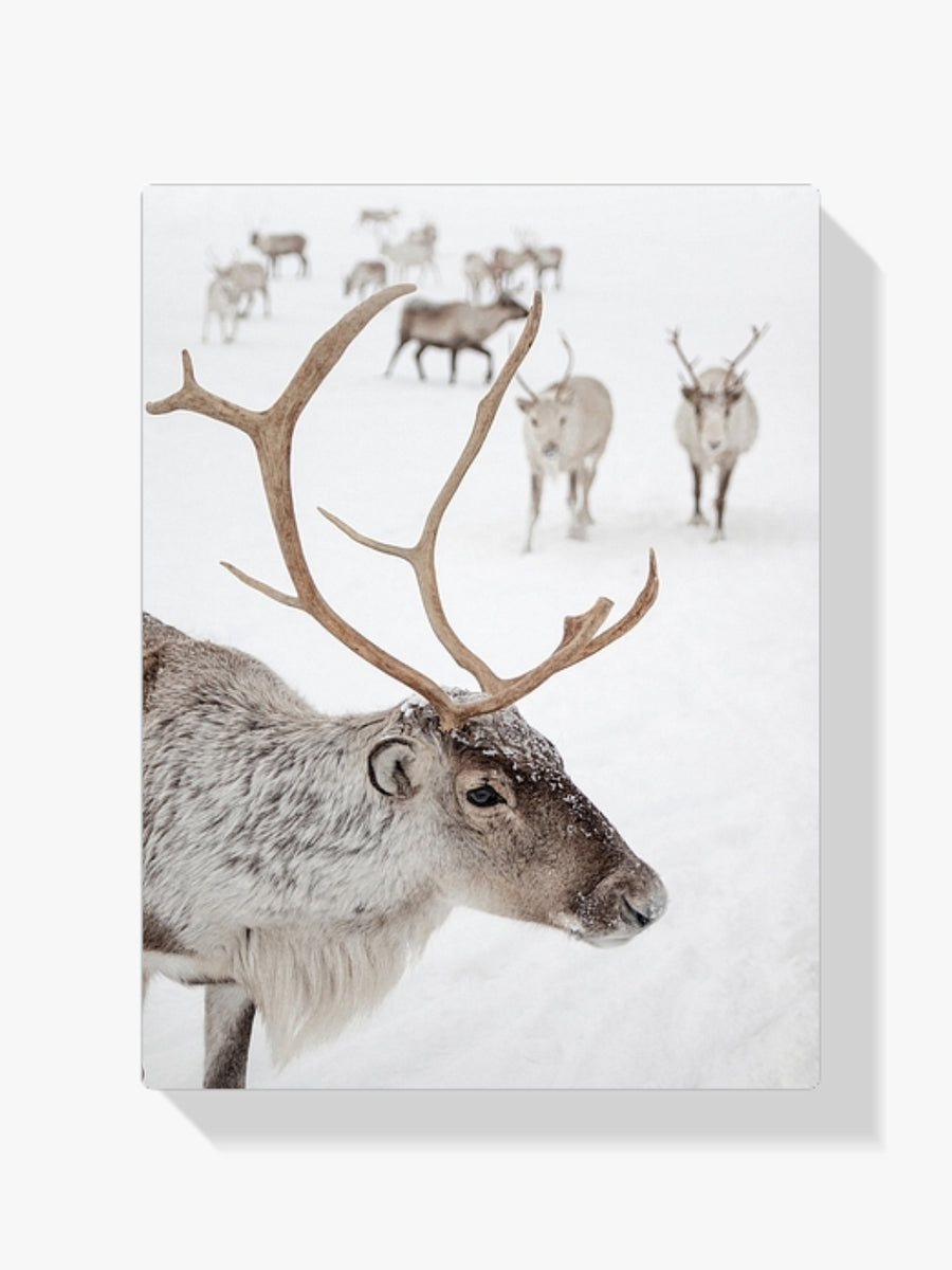 Diamantmalerei – Rentier in Tromsø, Norwegen