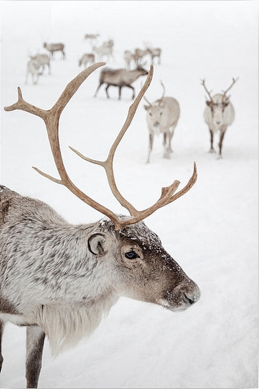 Diamantmalerei – Rentier in Tromsø, Norwegen