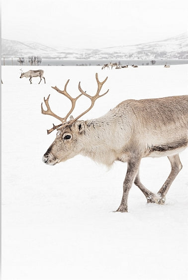 Diamantmalerei - Rentier in einer Winterlandschaft