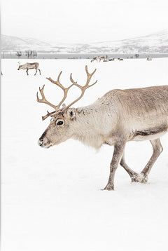 Diamantmalerei - Rentier in einer Winterlandschaft