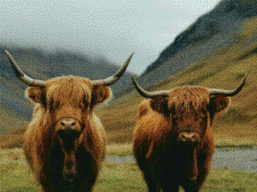 Diamantmalerei - Schottisches Hochlandrind