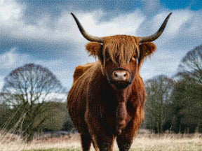 Diamantmalerei - Schottisches Hochlandrind