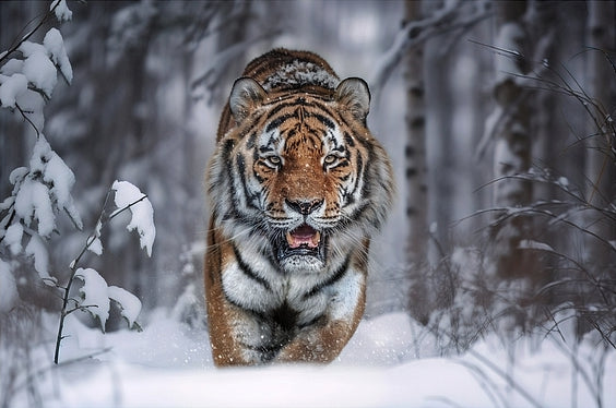 Diamantmalerei - Schneetiger