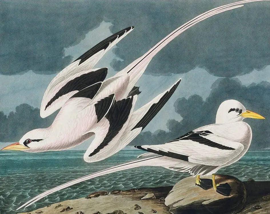 Diamantmalerei - Tropischer Vogel