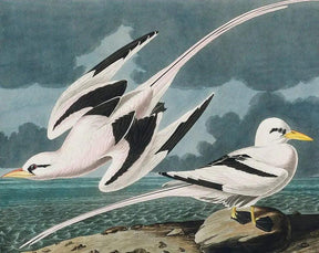 Diamantmalerei - Tropischer Vogel