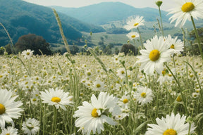 Diamantmalerei Gänseblümchen - SEOS Shop ®