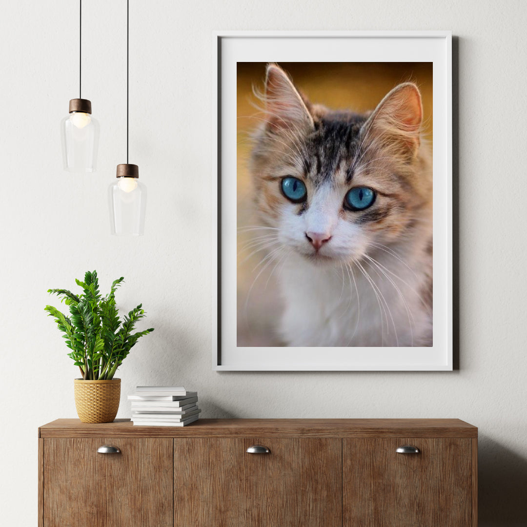 Diamantmalerei Kätzchen mit blauen Augen - SEOS Shop ®