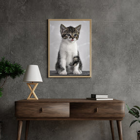 Diamond Painting Kätzchen mit grauen Augen - SEOS Shop ®
