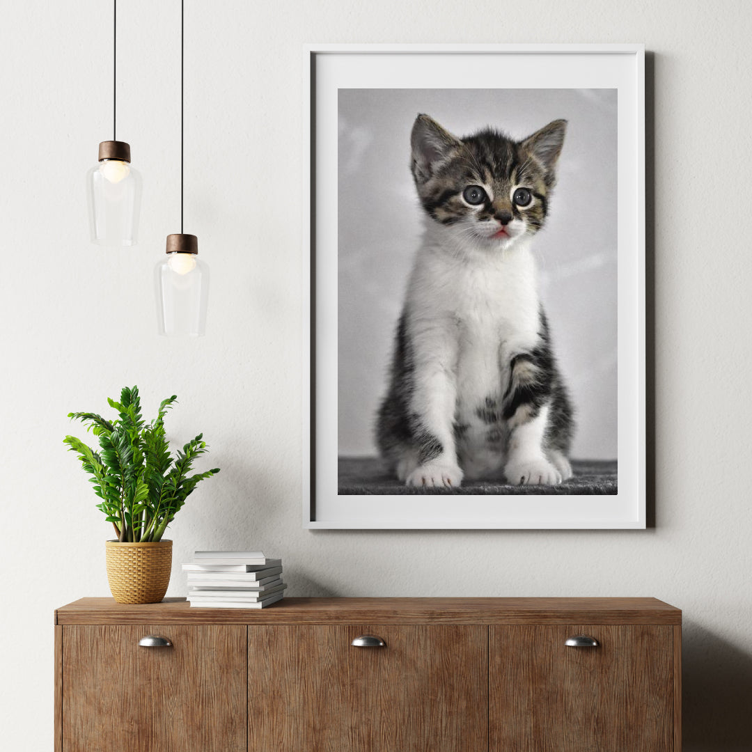 Diamond Painting Kätzchen mit grauen Augen - SEOS Shop ®