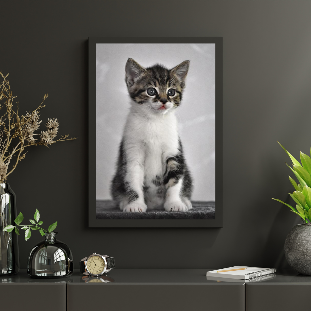 Diamond Painting Kätzchen mit grauen Augen - SEOS Shop ®