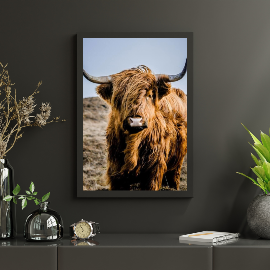 Diamond Painting Scottish Highlander - Portrait des besonderen Scottish Highlander - SEOS Shop ®