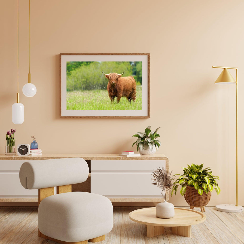 Diamond Painting Scottish Highlander - Niedlicher Scottish Highlander an einem sonnigen Tag - SEOS Shop ®