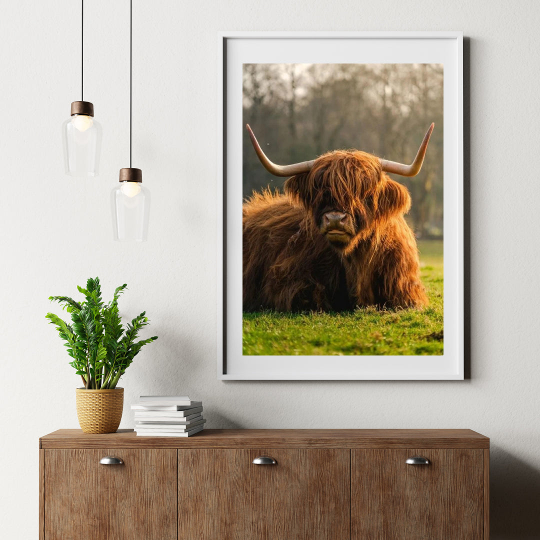 Diamond Painting Schottisches Hochlandrind - Schottisches Hochlandrind aus der Nähe - SEOS Shop ®