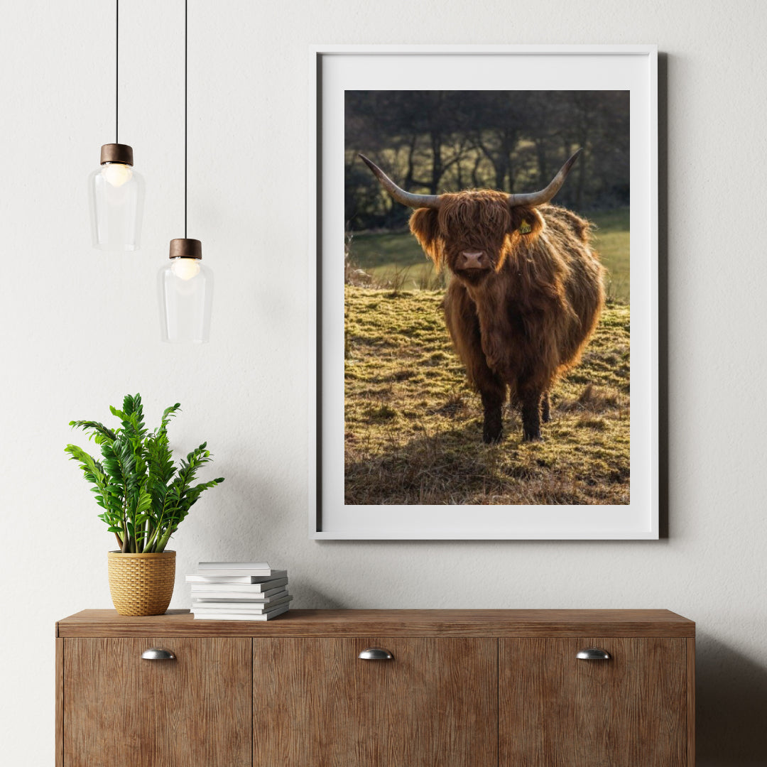 Diamond Painting Scottish Highlander - Schottischer Hochlandrinder grast auf den Feldern - SEOS Shop ®