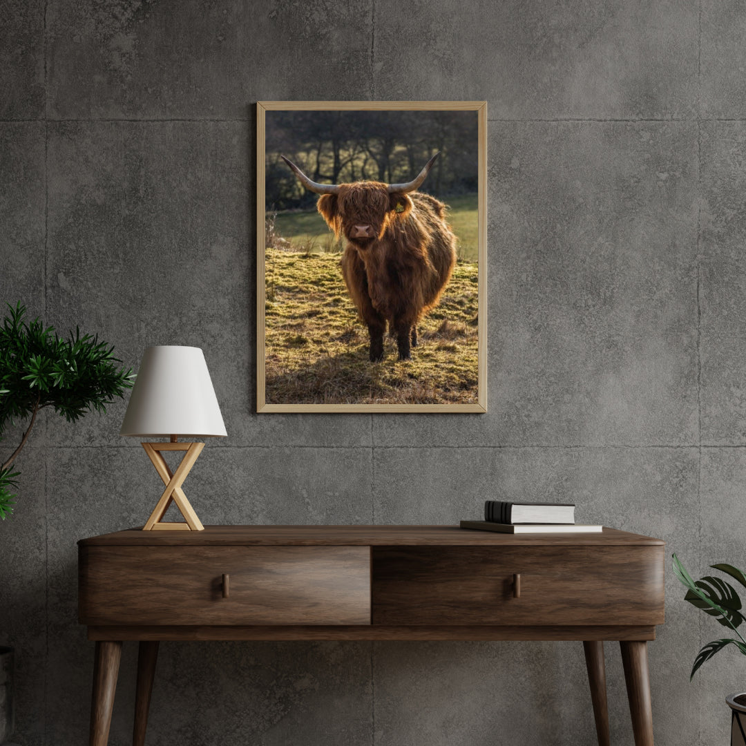Diamond Painting Scottish Highlander - Schottischer Hochlandrinder grast auf den Feldern - SEOS Shop ®