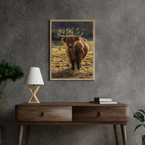 Diamond Painting Scottish Highlander - Schottischer Hochlandrinder grast auf den Feldern - SEOS Shop ®