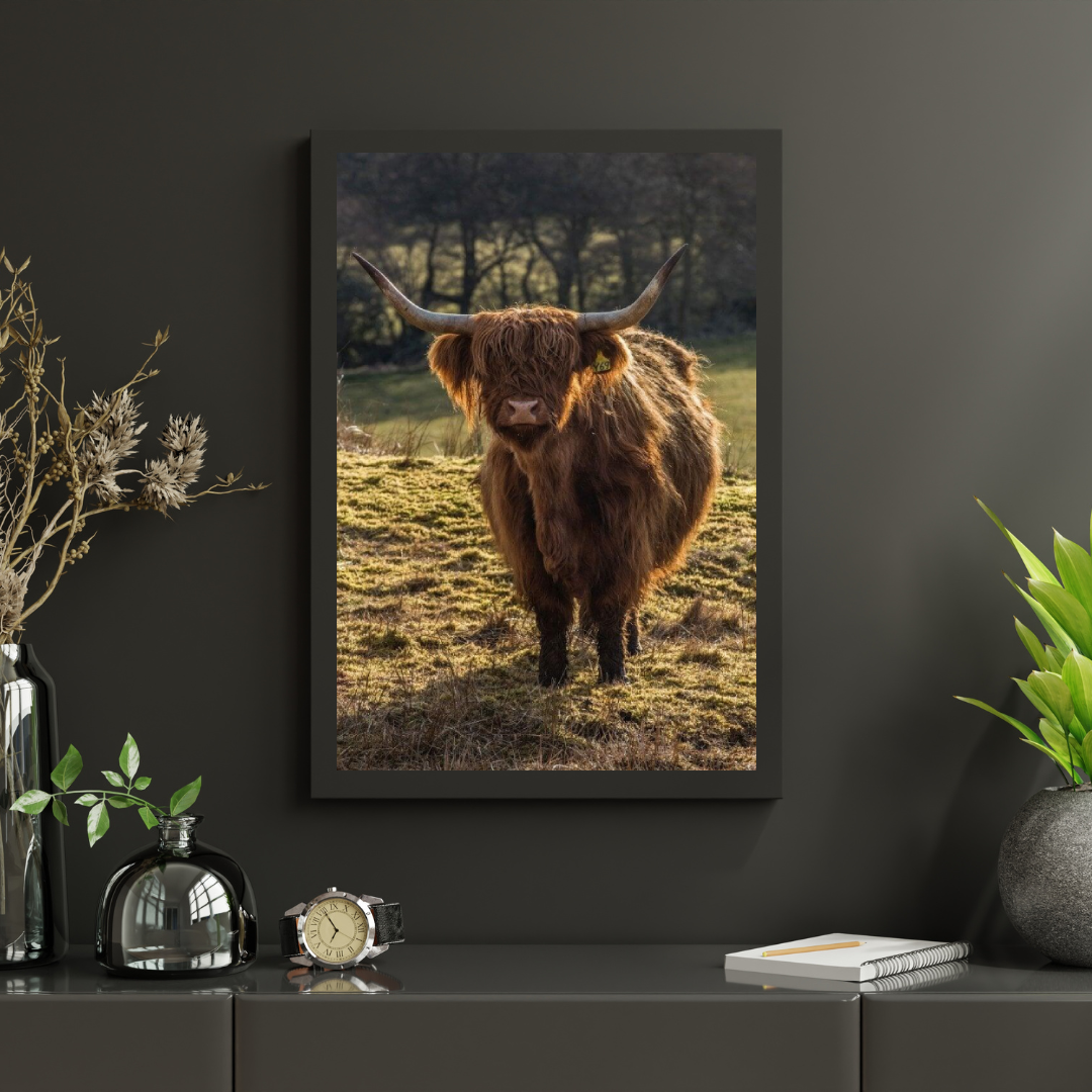 Diamond Painting Scottish Highlander - Schottischer Hochlandrinder grast auf den Feldern - SEOS Shop ®