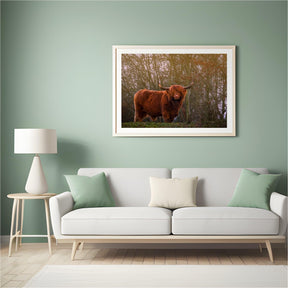 Diamond Painting Scottish Highlander - Scottish Highlander in der Abendsonne - SEOS Shop ®