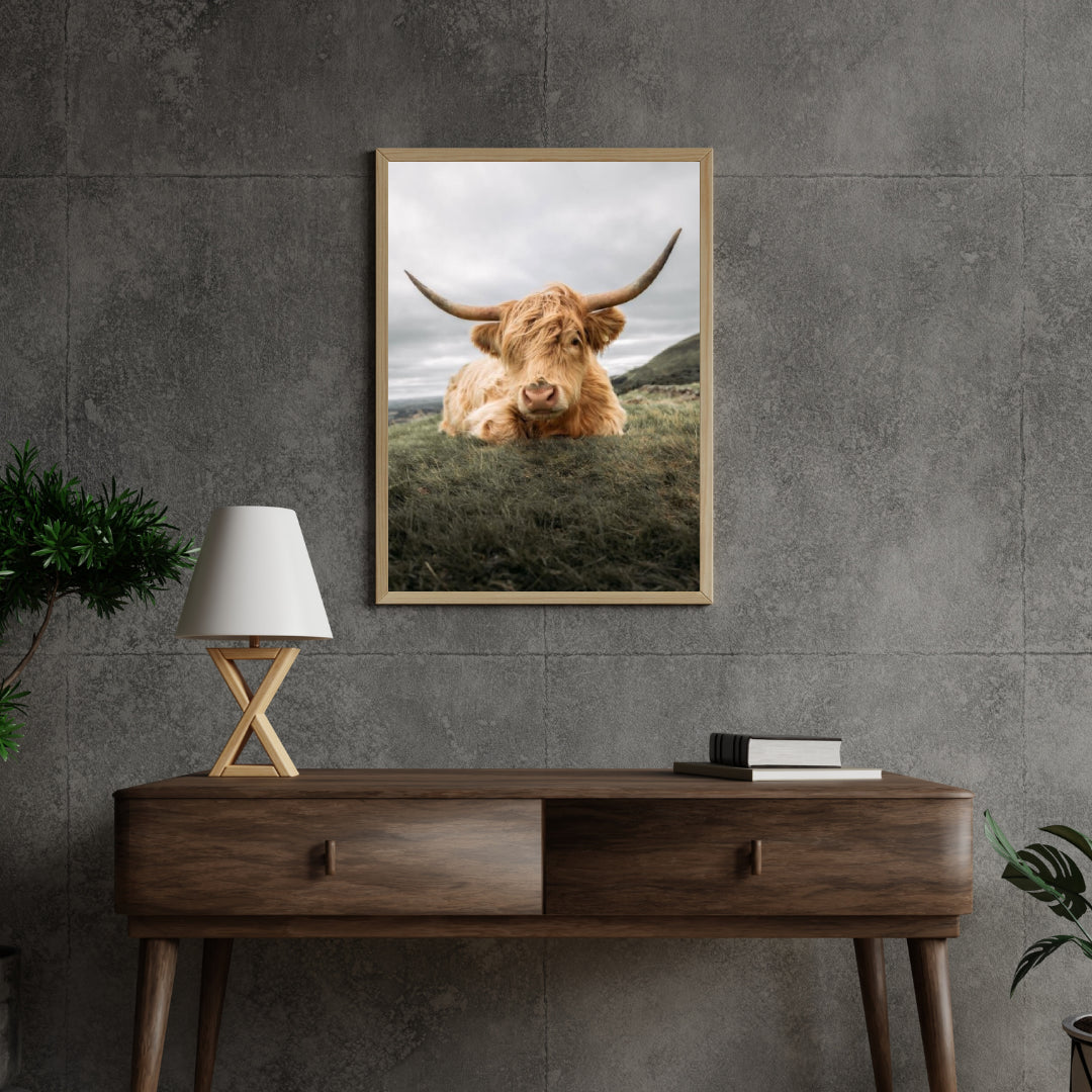 Diamond Painting Scottish Highlander - Robuster Scottish Highlander ruht auf der Ebene - SEOS Shop ®