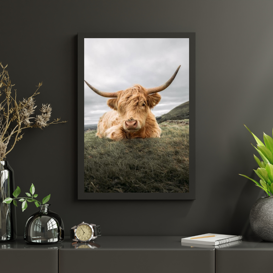 Diamond Painting Scottish Highlander - Robuster Scottish Highlander ruht auf der Ebene - SEOS Shop ®