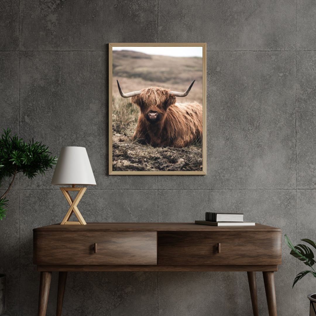 Diamond Painting Scottish Highlander - Freundlicher Scottish Highlander ruht auf dem Feld - SEOS Shop ®