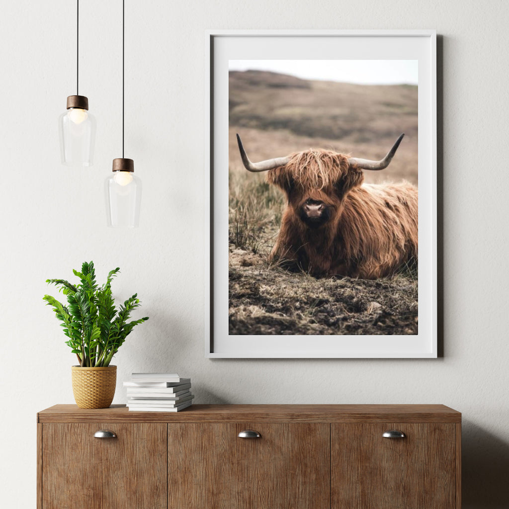 Diamond Painting Scottish Highlander - Freundlicher Scottish Highlander ruht auf dem Feld - SEOS Shop ®