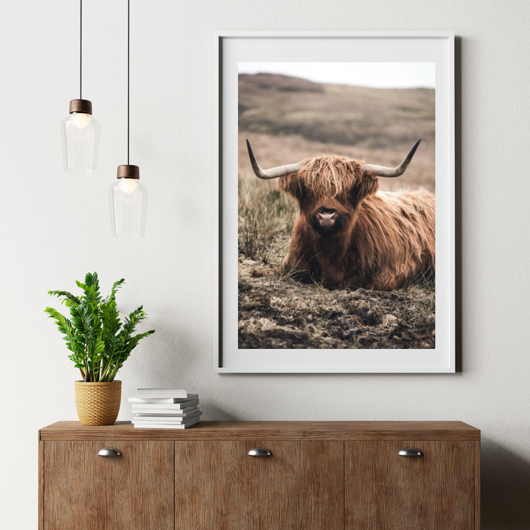 Diamond Painting Scottish Highlander - Freundlicher Scottish Highlander ruht auf dem Feld - SEOS Shop ®