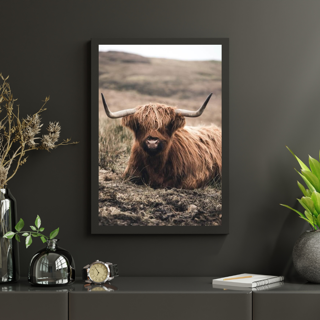 Diamond Painting Scottish Highlander - Freundlicher Scottish Highlander ruht auf dem Feld - SEOS Shop ®