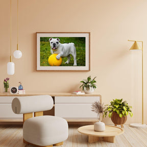 Diamond Painting Weiße Bulldogge mit Ball - SEOS Shop ®